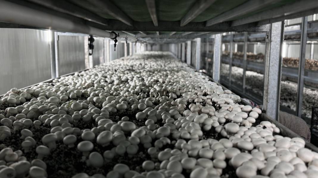 Ayda 60, Yılda 700 Ton Üretiliyor. Mersin'de Ekmek Su Gibi Tüketiliyor! 9